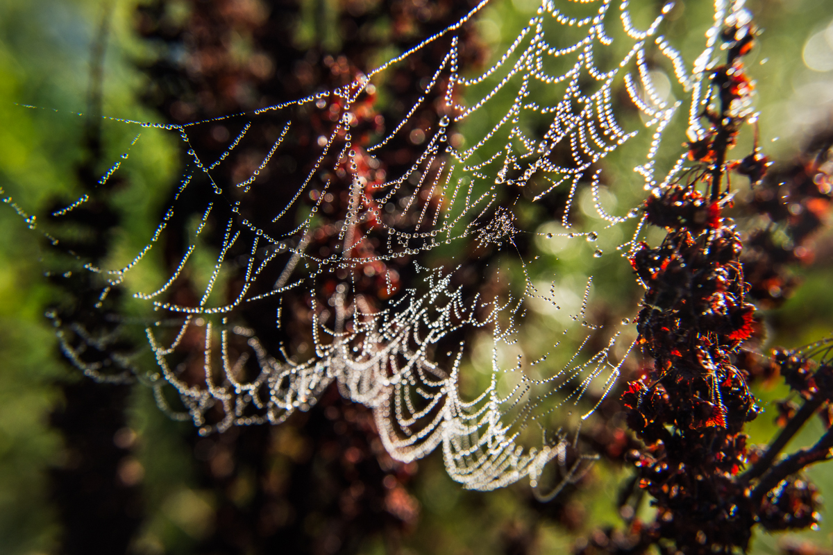 WINGFIELD PINES - SPIDER WEB DROPLETS