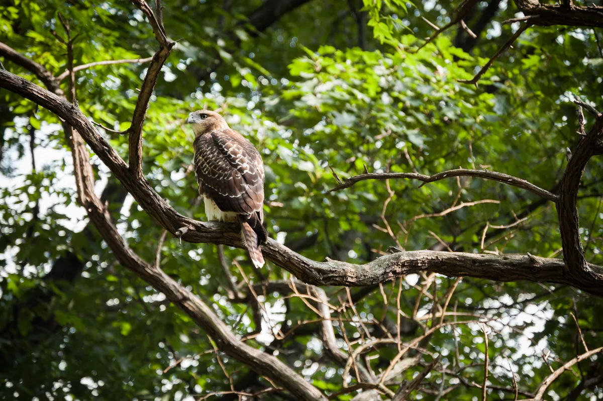 PHIPPS FALCON