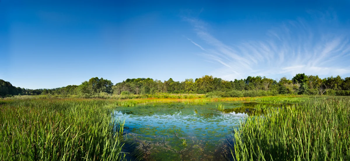 WINGFIELD PINES - WETLANDS