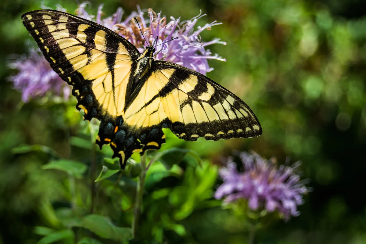 TIGER SWALLOWTAIL BUTTERFLY