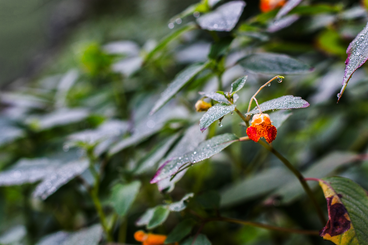LITTLE FLOWER