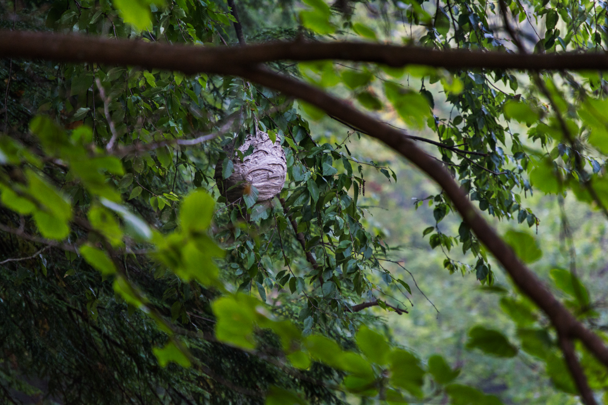 MCCONNELLS MILL - WASP HIVE