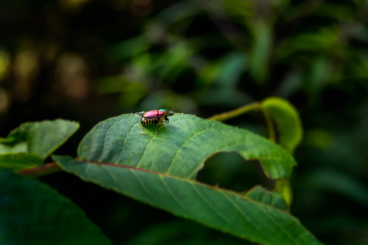 BEETLE