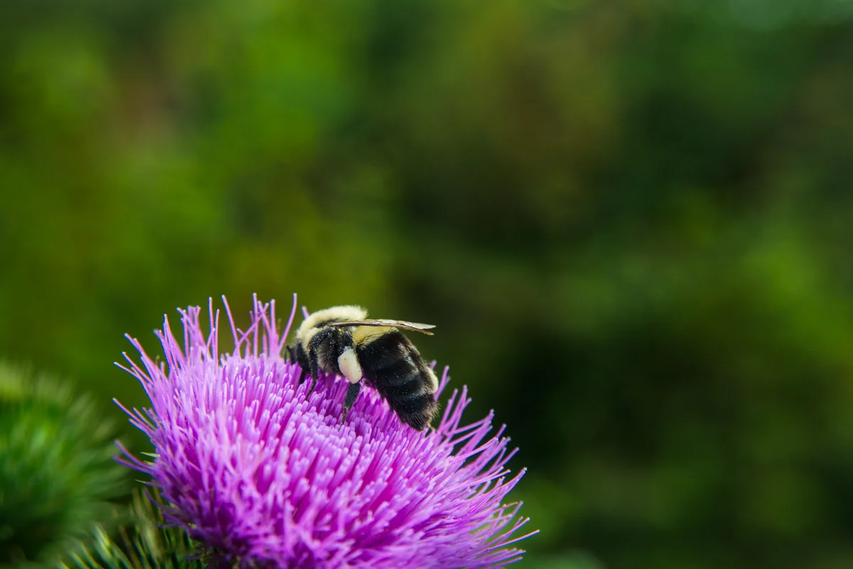 BUMBLE BEE