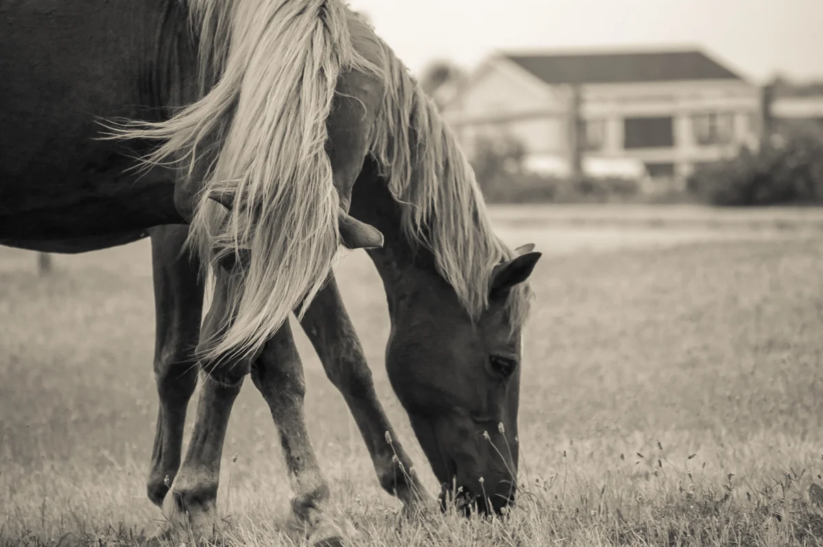 ASSATEAGUE ISLAND - WILD HORSES