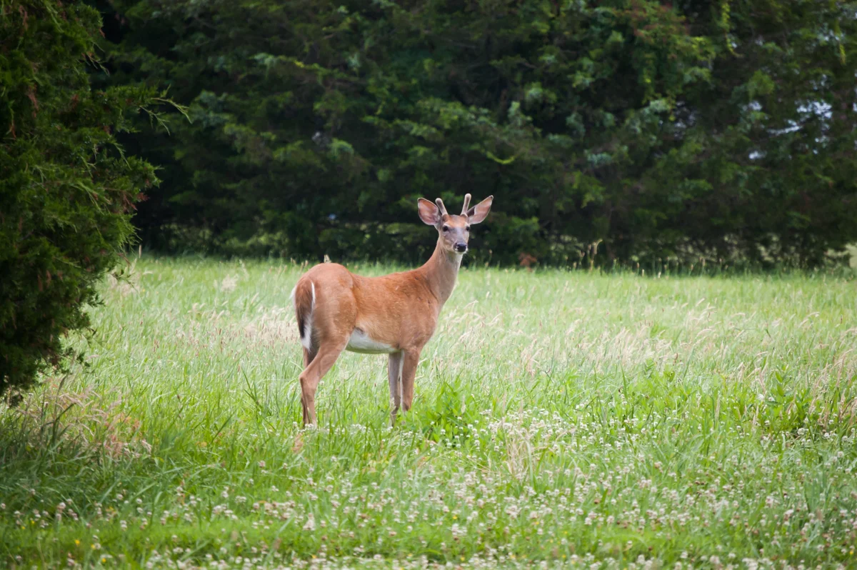 ASSATEAGUE ISLAND - DEER
