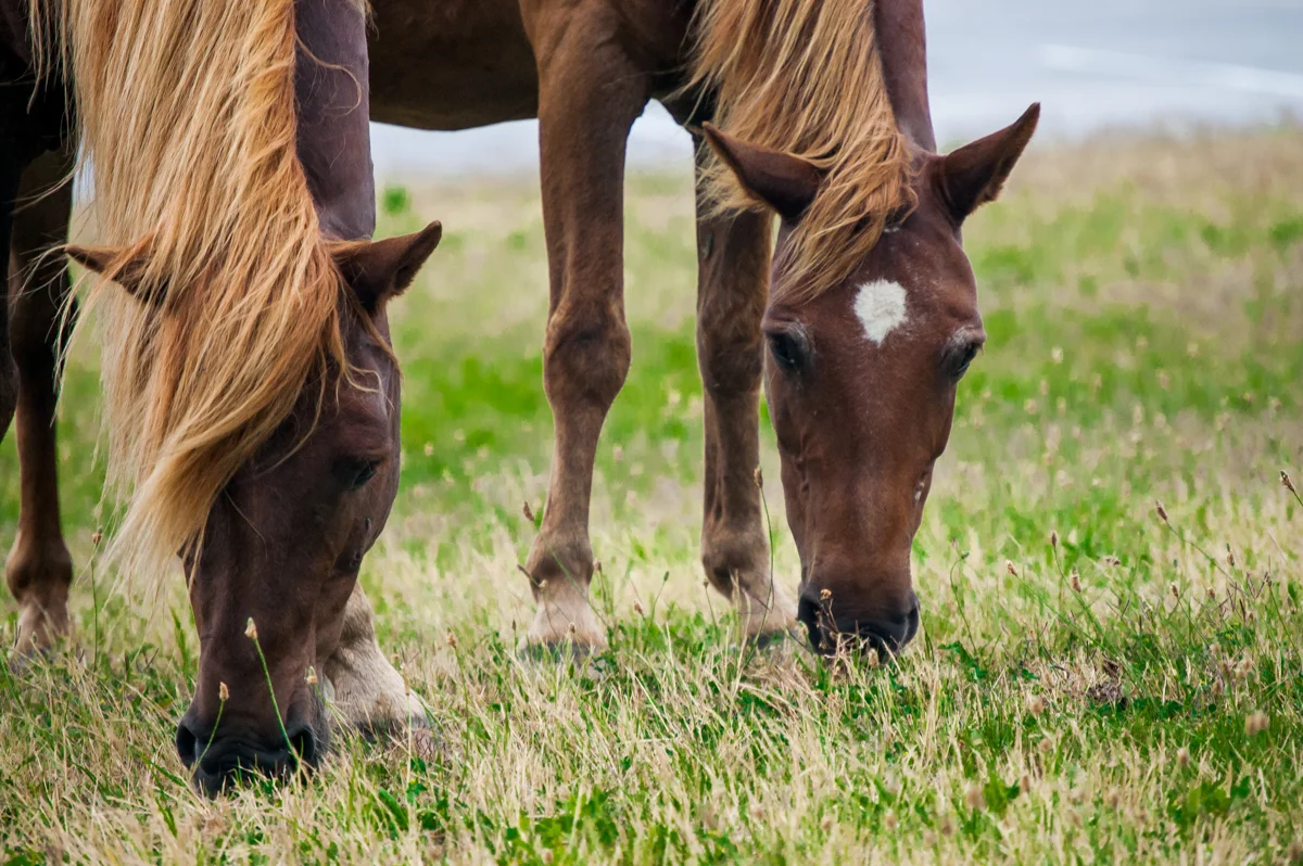 ASSATEAGUE ISLAND - WILD HORSES