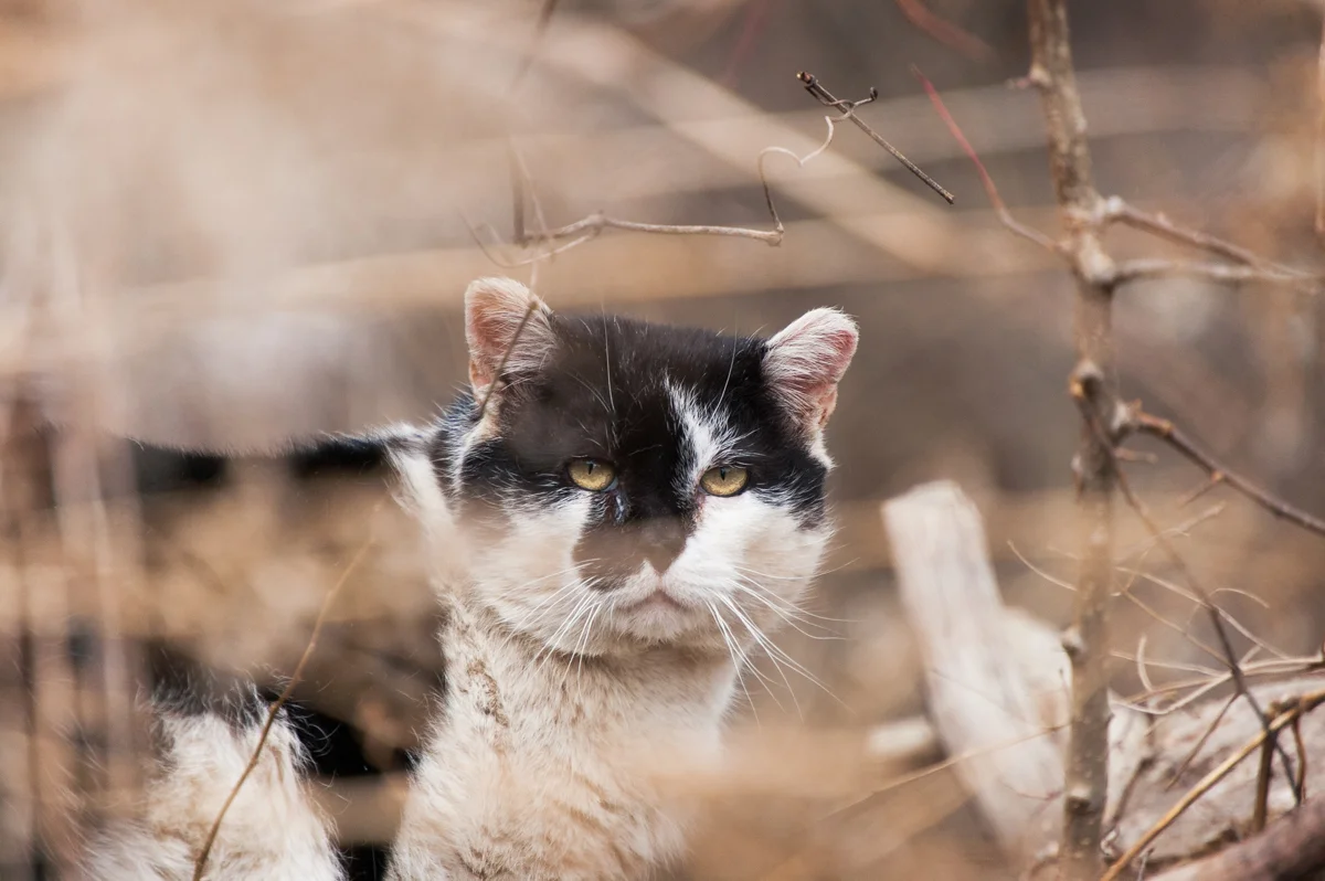 STREET CATS - OLD MAN