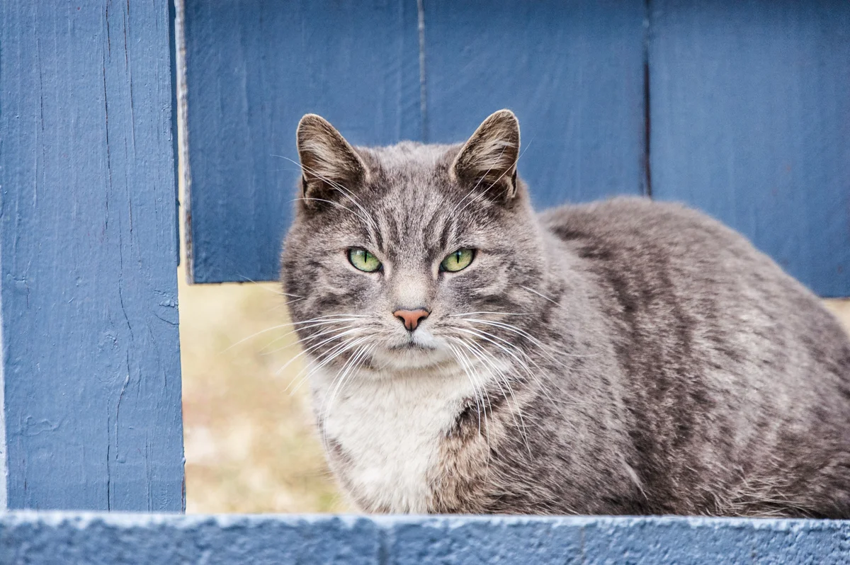 STREET CATS - FRED