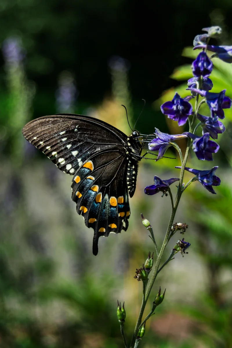 RACCOON CREEK - BUTTERFLY