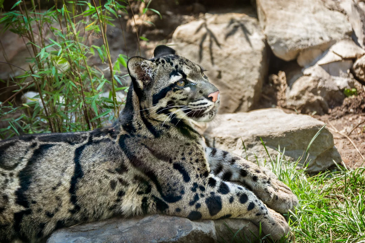 PITTSBURGH ZOO - CLOUDED LEOPARD
