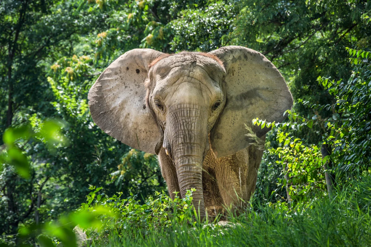 PITTSBURGH ZOO - ELEPHANT