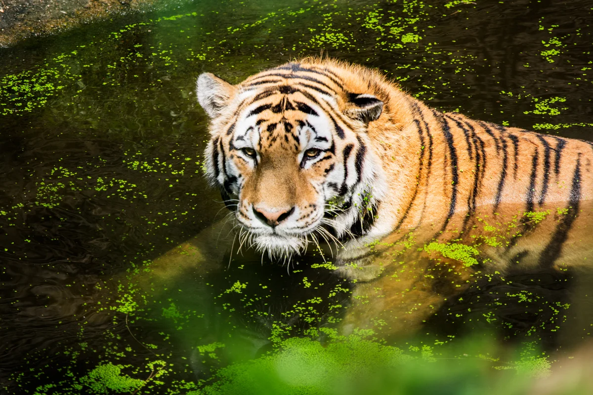 PITTSBURGH ZOO - TIGER