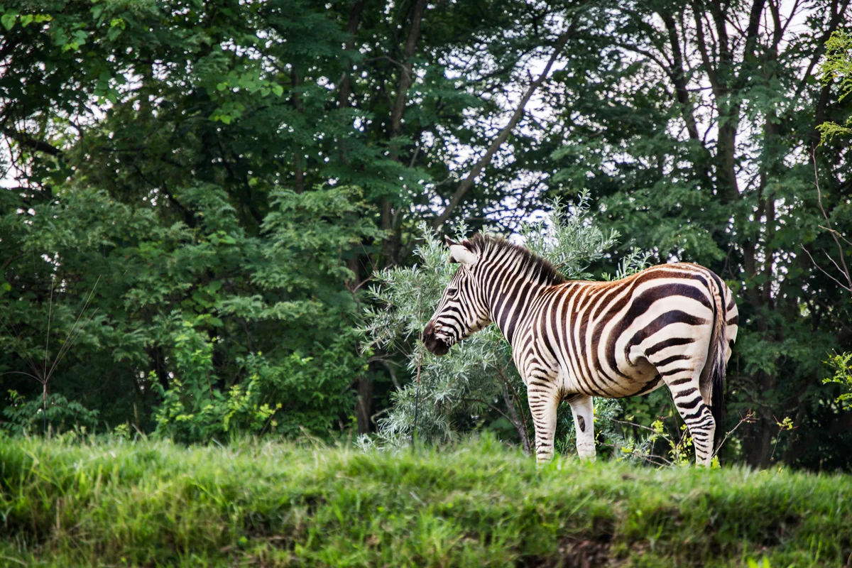 PITTSBURGH ZOO - ZEBRA
