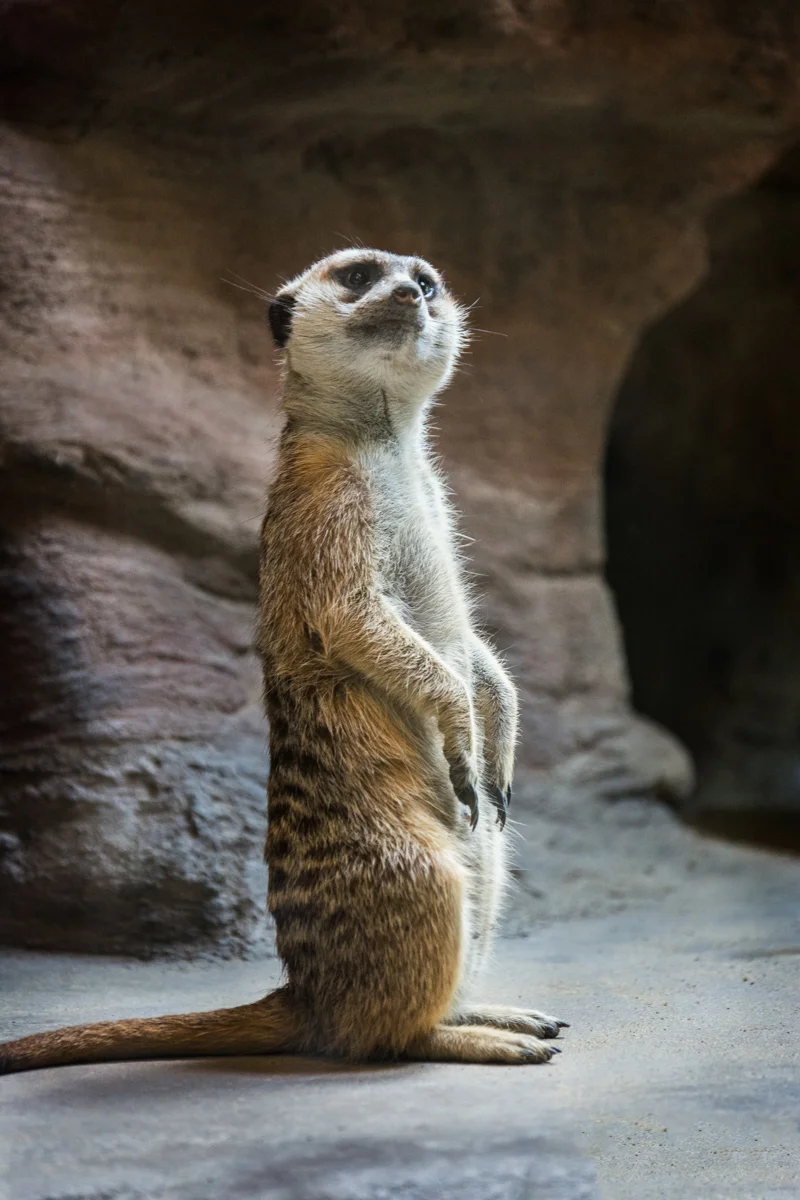 PITTSBURGH ZOO - MEERKAT