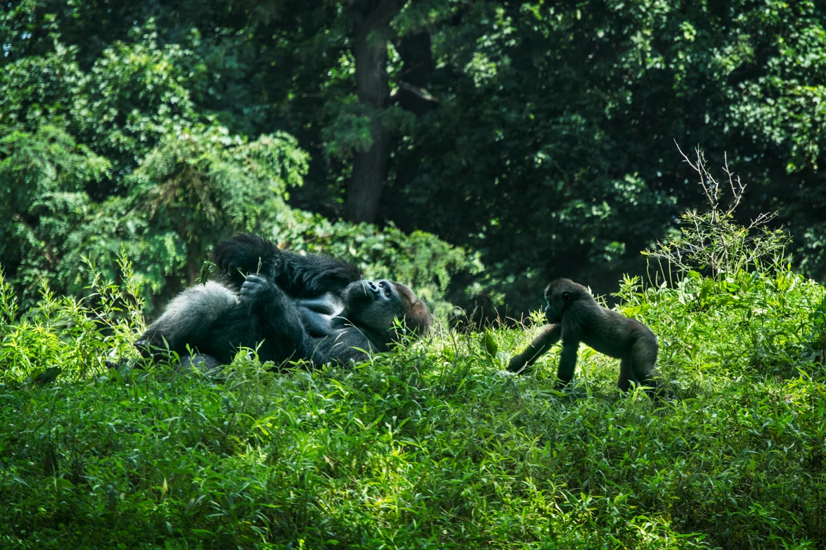 PITTSBURGH ZOO - GORILLAS
