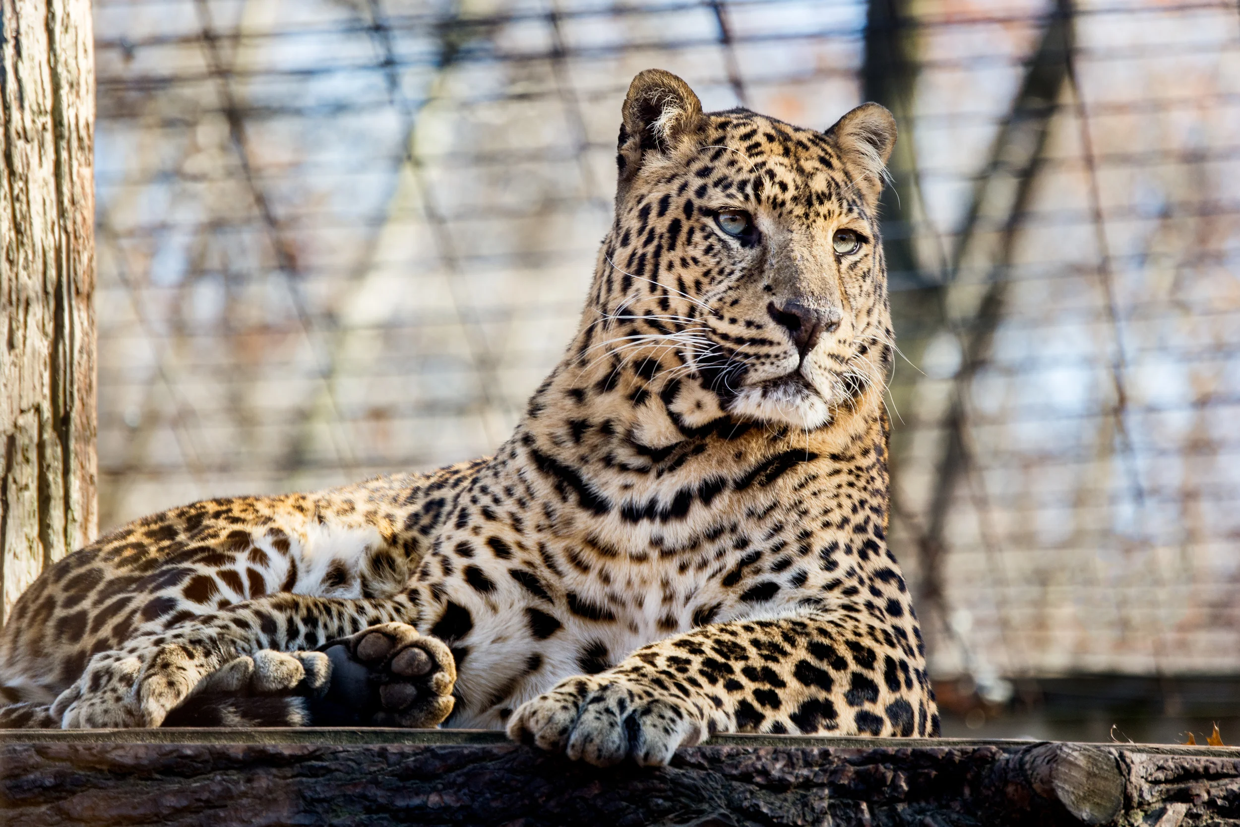 Living Treasures Animal Park - Moraine, PA