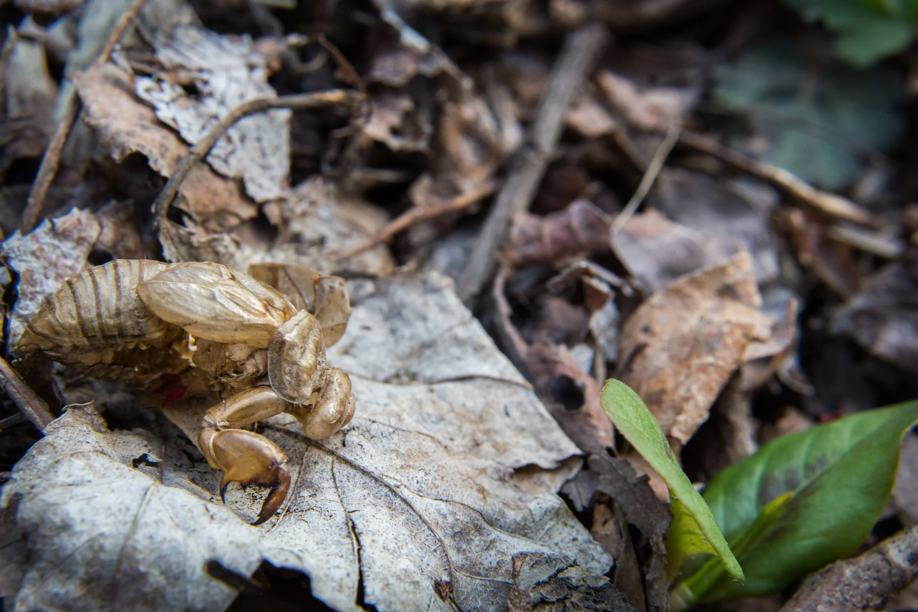 DECEASED BUG