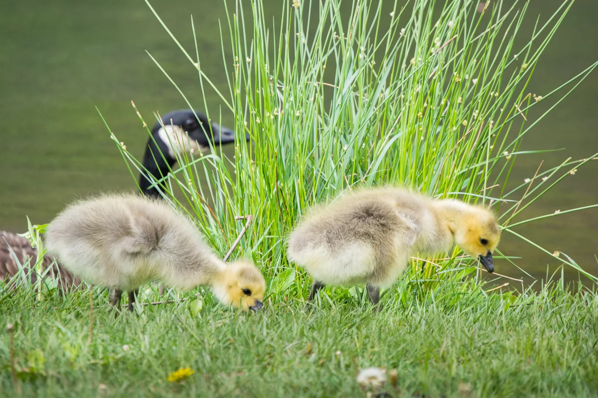 TWIN LAKES PARK - BABY GEESE