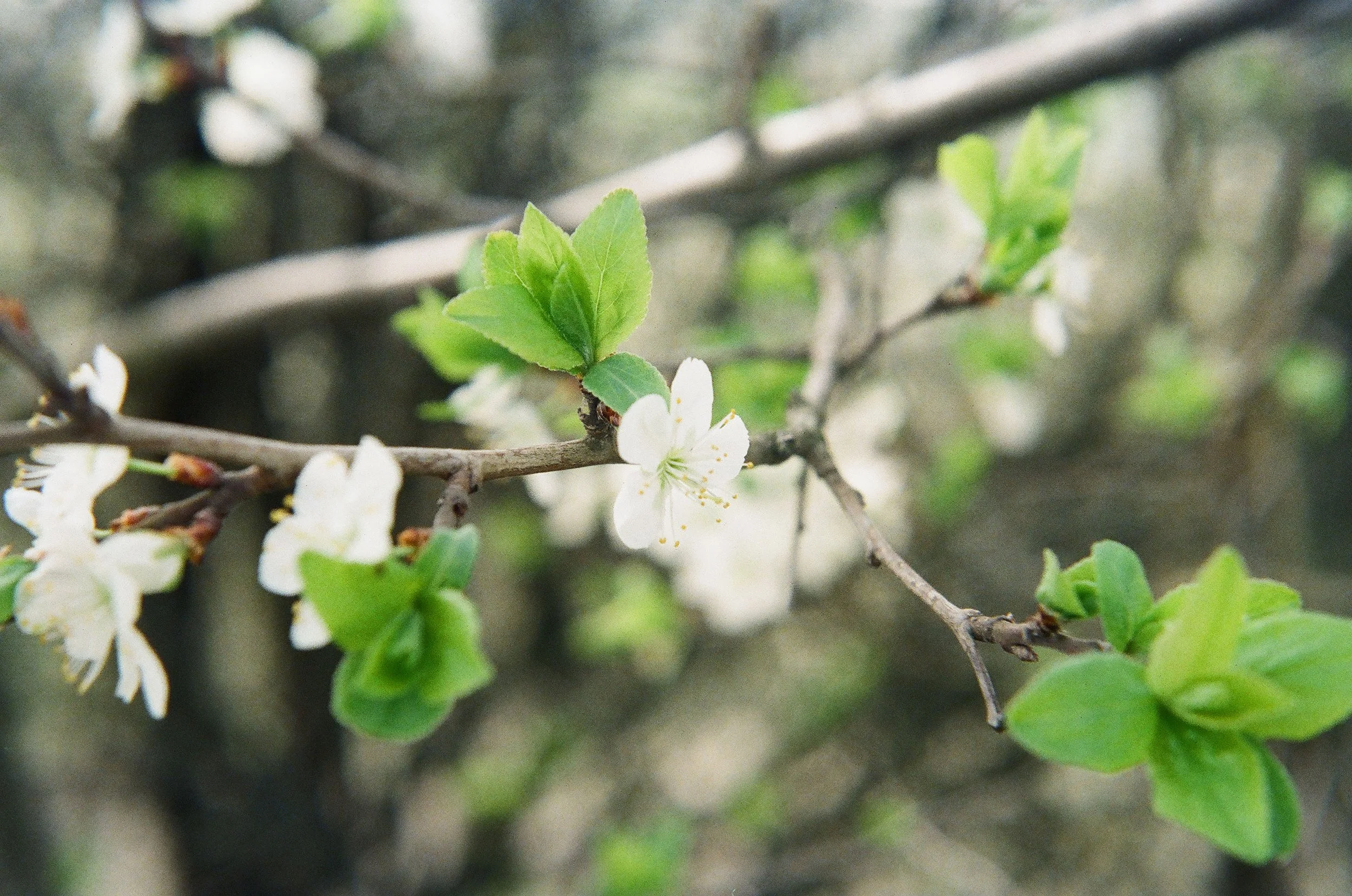 Isidora Vujosevic_spring_2013 (4).jpg