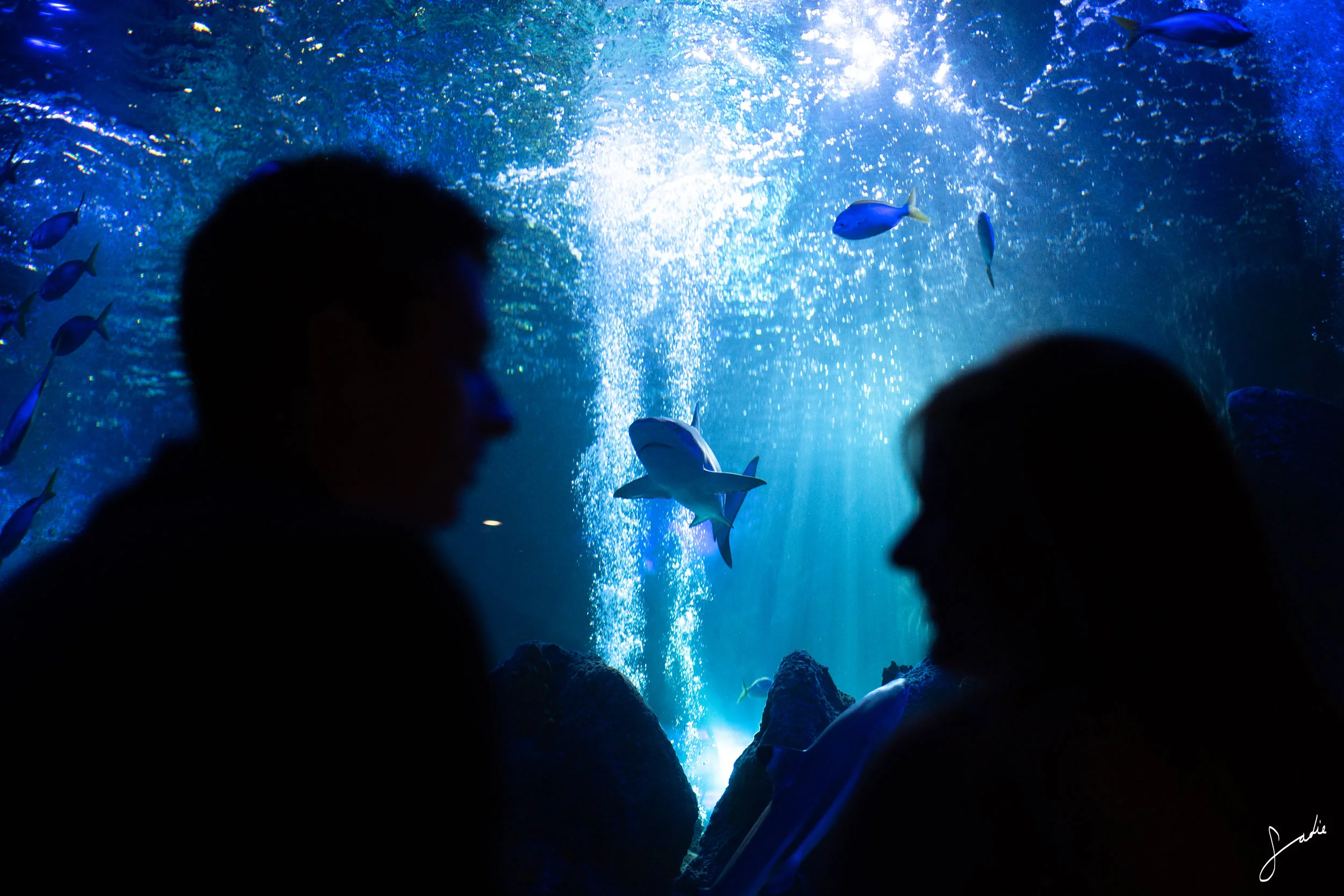 SEALIFE CENTRE WEYMOUTH