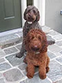 Buddy and Scarlett