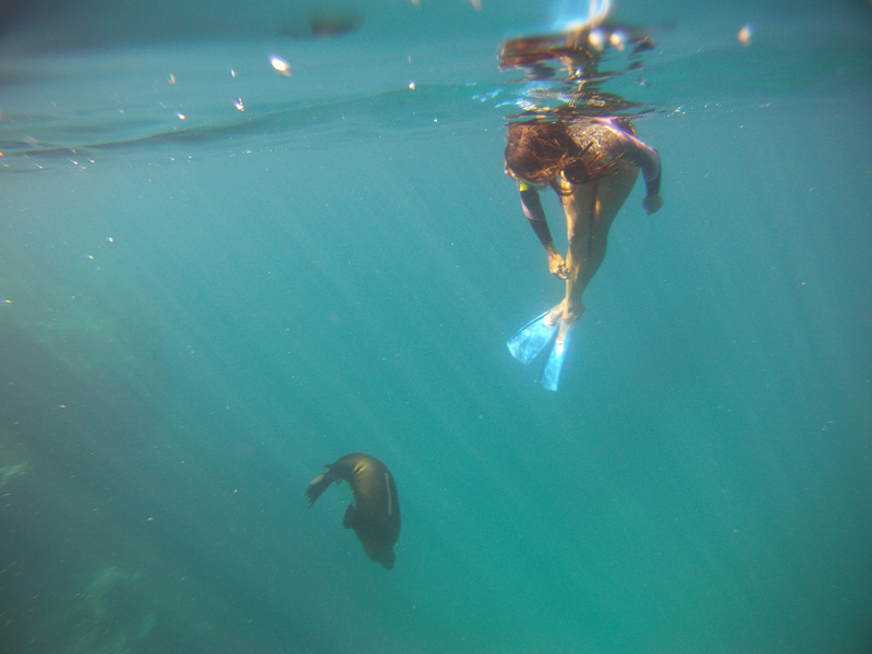 Swim with the Sea Lions 