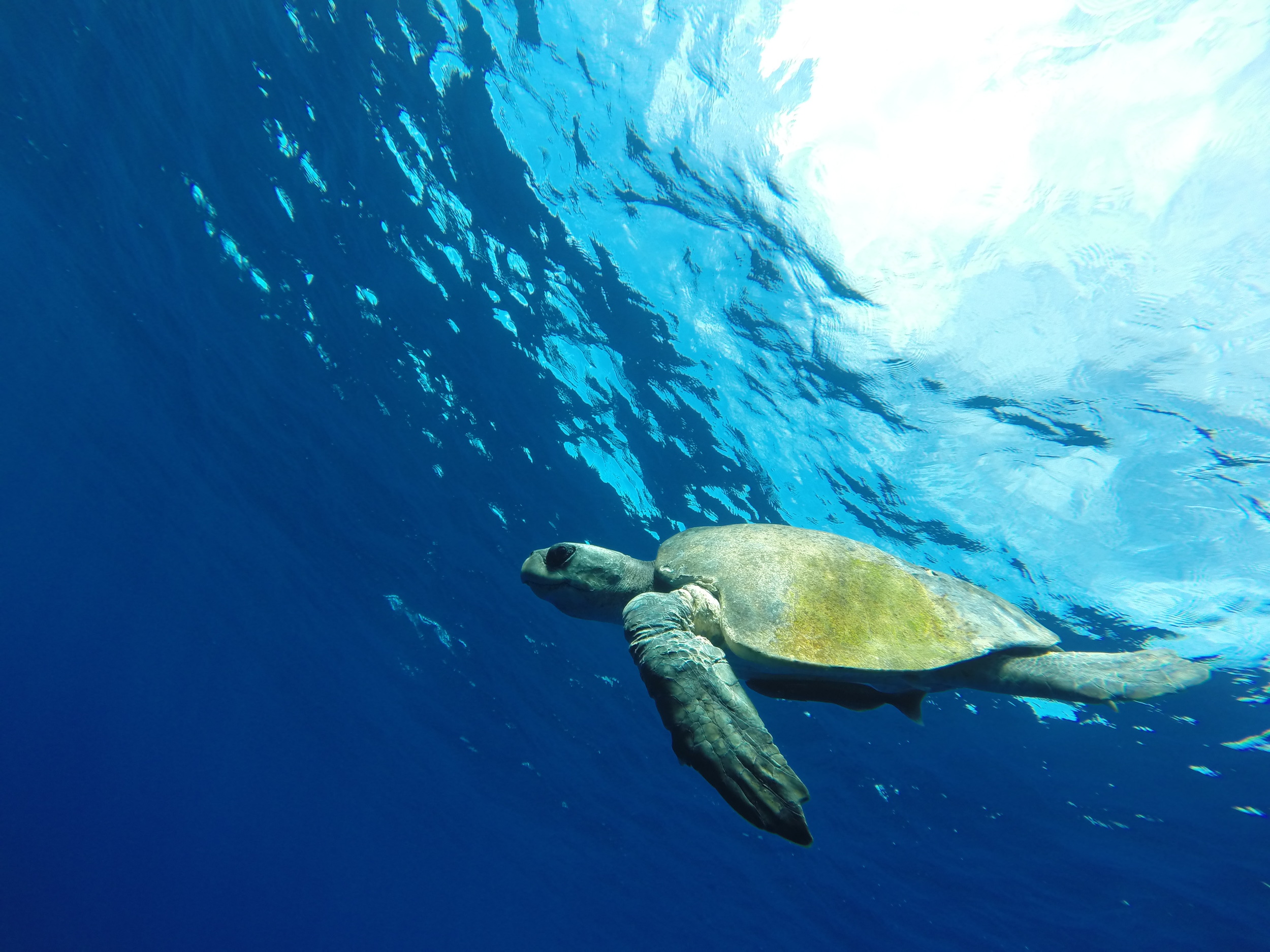 turtle underwater copy.JPG