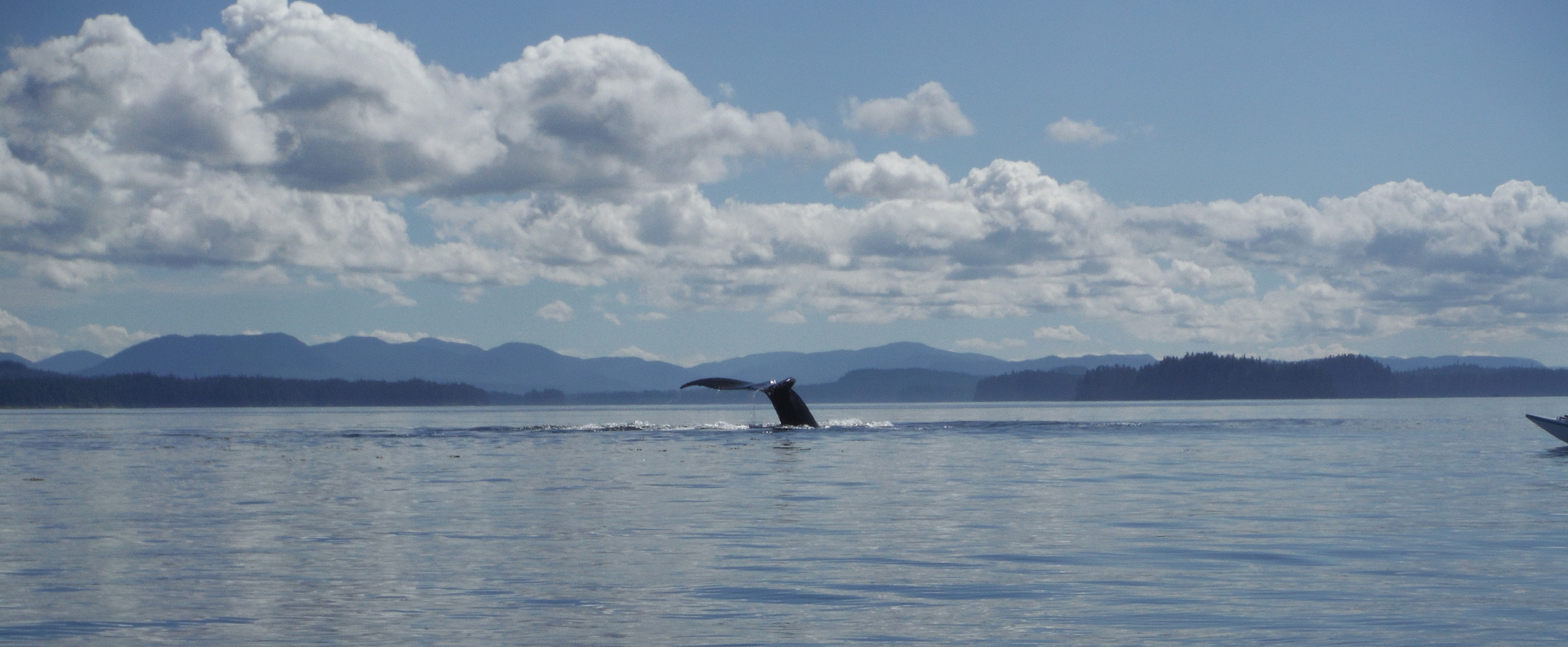 Whale Watching 