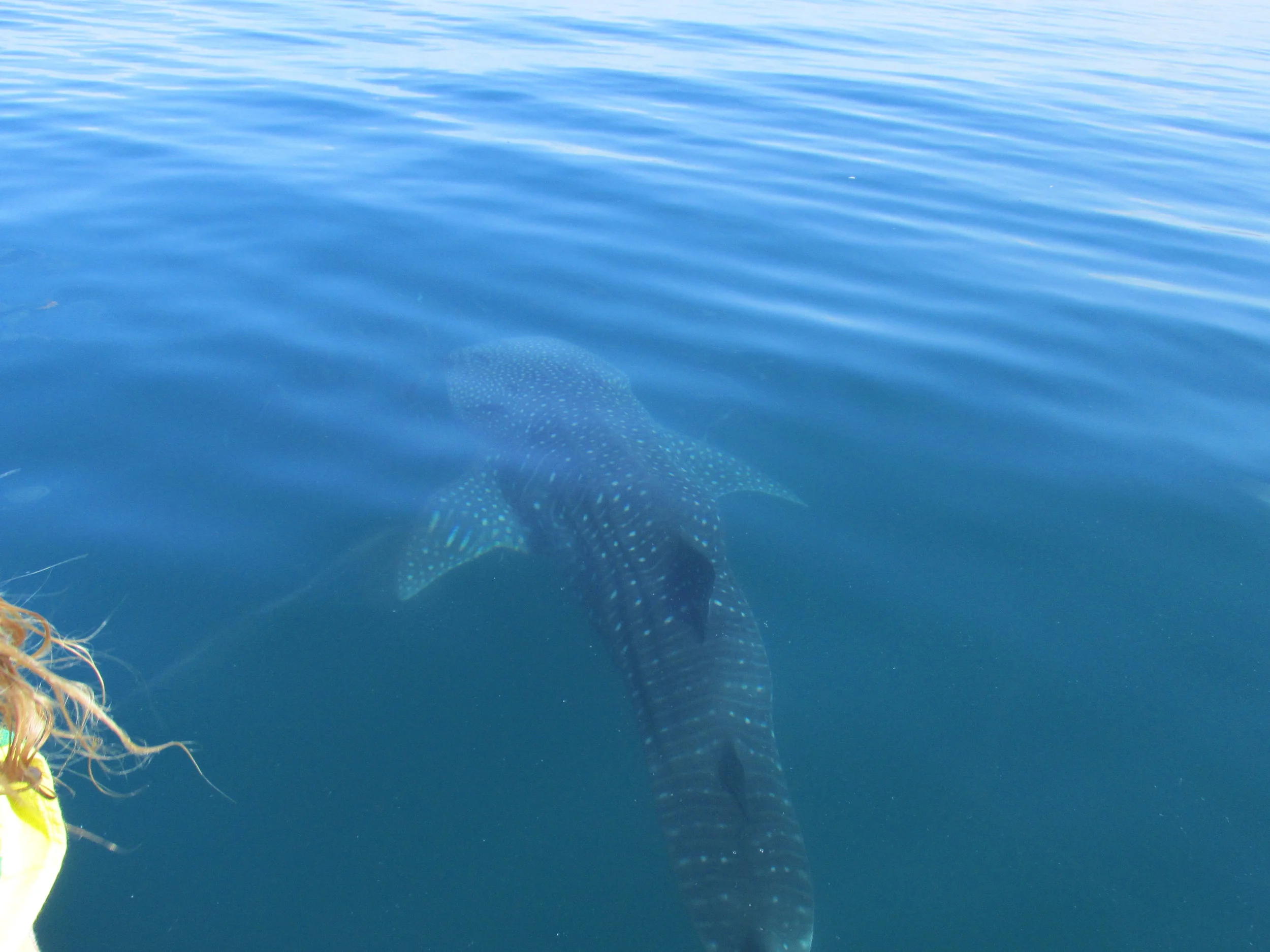 Swim with the Whale Sharks