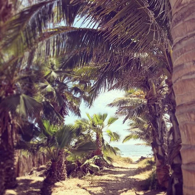 Secret pathways to the beach #justask #wewillshowyoutheway #Todossantos #pescadero #cerritos #alwaysanadventure #havefun #itswhatlifeisallabout #notyourtypicalhotel #secret #beach #lifeisgood #mexico #travelmexico #baja #lifesabeach #dametraveler