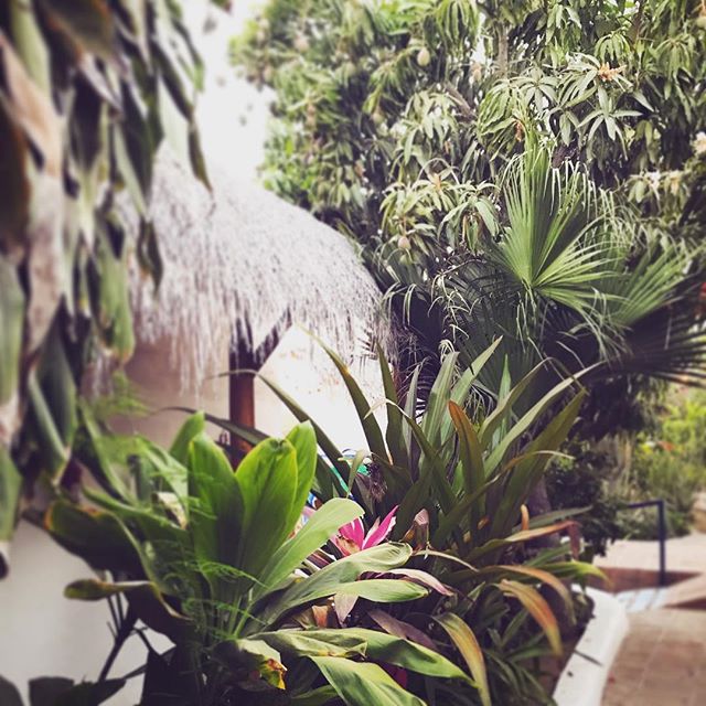 Downtown lush secret garden hotel! About time for “pick your own mango extravaganza!!” #comestaywithus #secretgarden #downtown #todossantos #cangetalittlecrazy #notyourtypicalhotel #hotelpequeño #boutiquehotel #b&b #hotelito #lush #historical #casita #lascasitas #baja #mexico