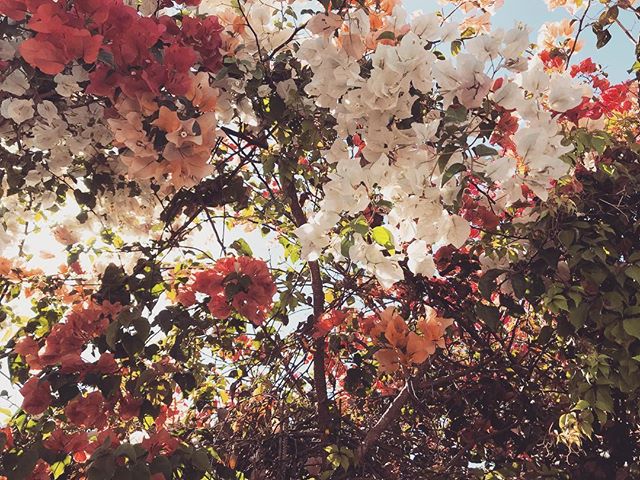 Living life in full bloom #summer #bougainvillea #garden #dessertlover #labohemiabaja #todossantos #baja #hotel #comestaywithus