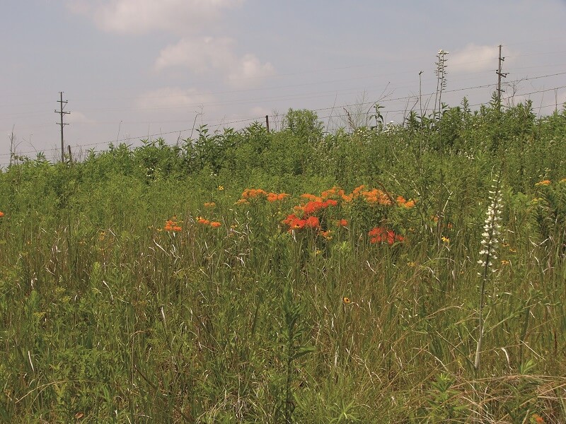 Butterfly Milkweed and Nodding Ladies Tresses in the Trella Romine Prairie in Marion County, Ohio