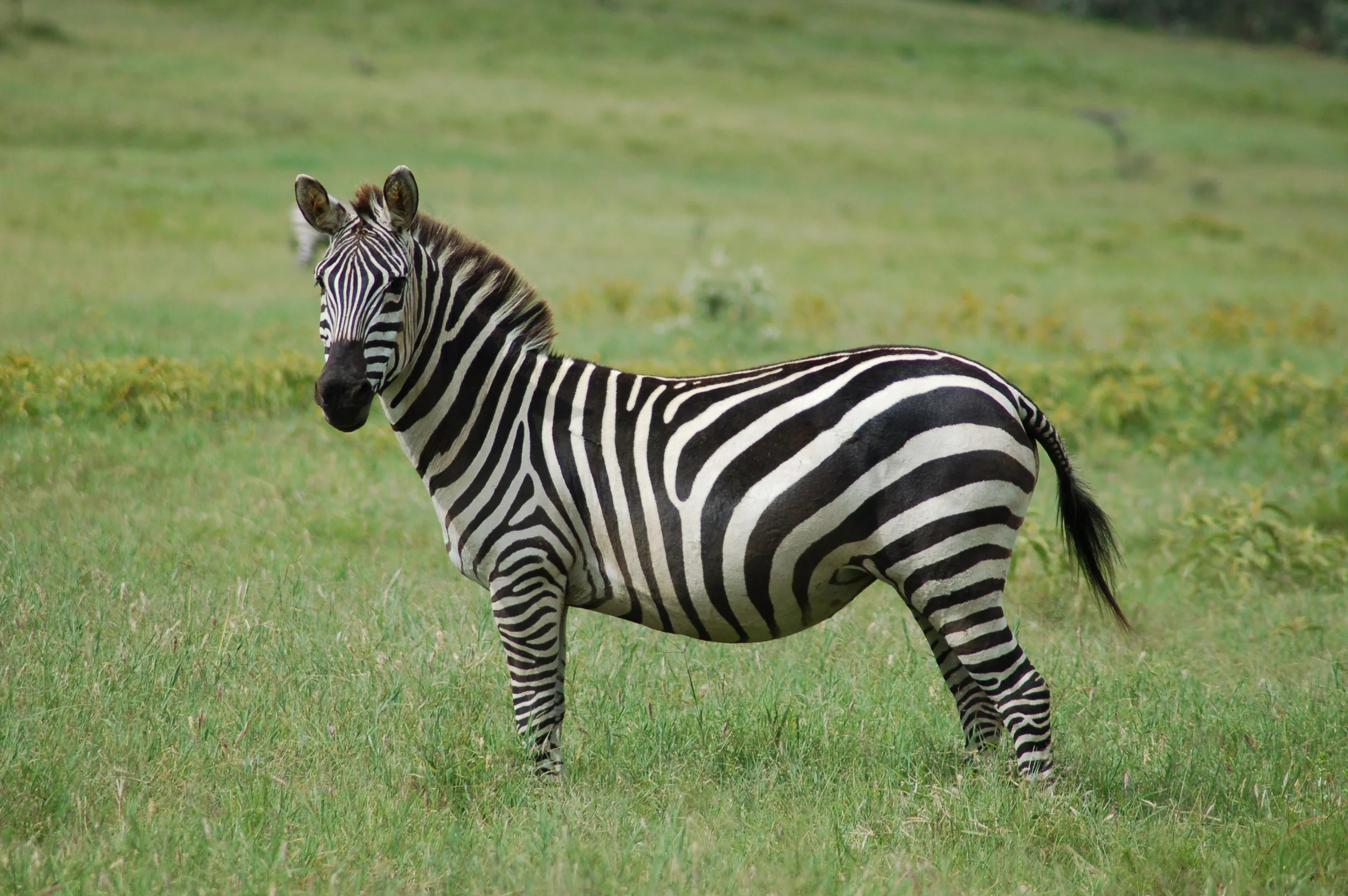 More On Zebras