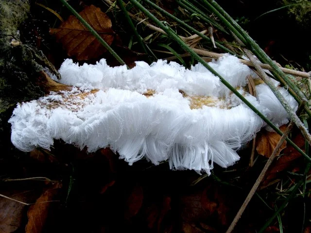Frost Flowers