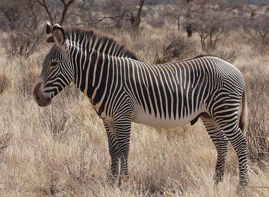 More On Zebras