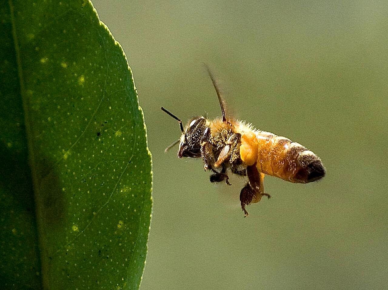 Жужжание звук слушать. Пчела листорез. Жук листорез. Пчела Уоллеса. Пчелы листорезы отряд.