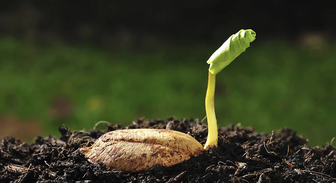 How Is The Garden Growing?