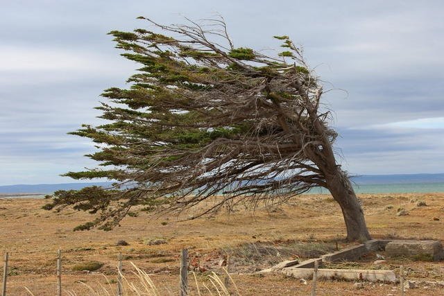 Rooted Against Trouble