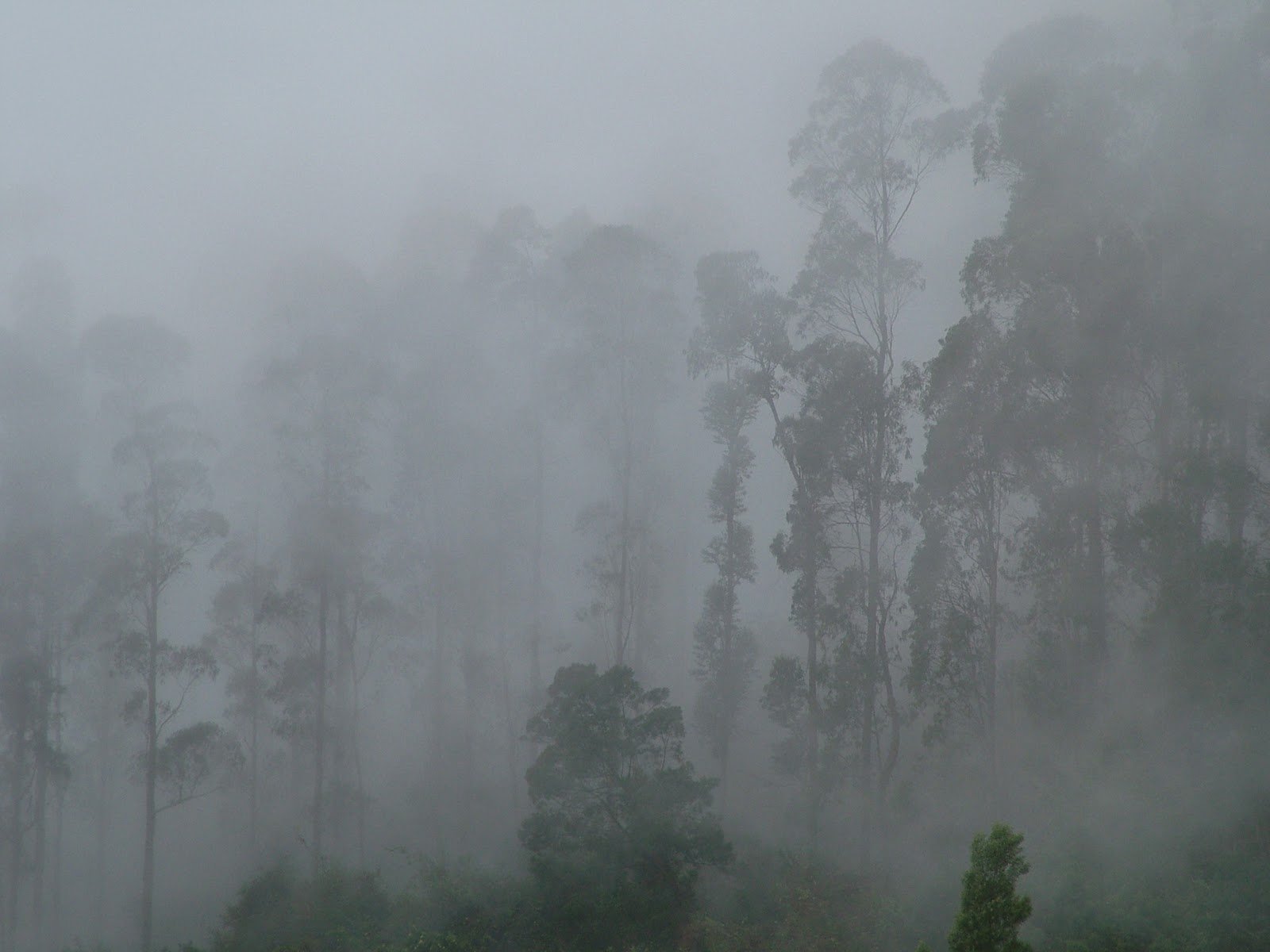Shrouded in Fog