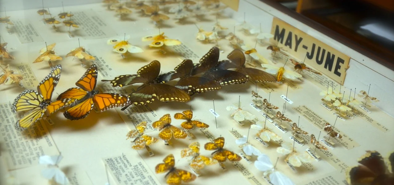 local_butterflies.jpg