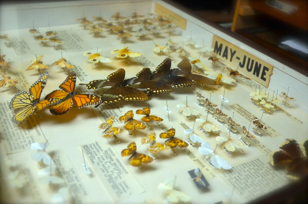 local_butterflies.jpg