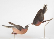 Passenger Pigeons