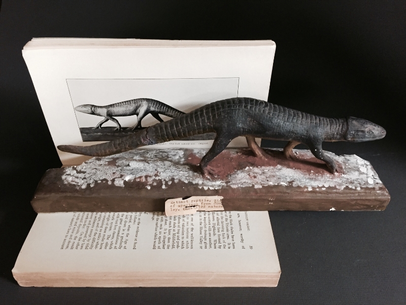 Stegomus ( Stegomosuchus ) longipes plaster model posed with its illustration. This model is in relatively good condition seeing as how it is approximately 100 years old!