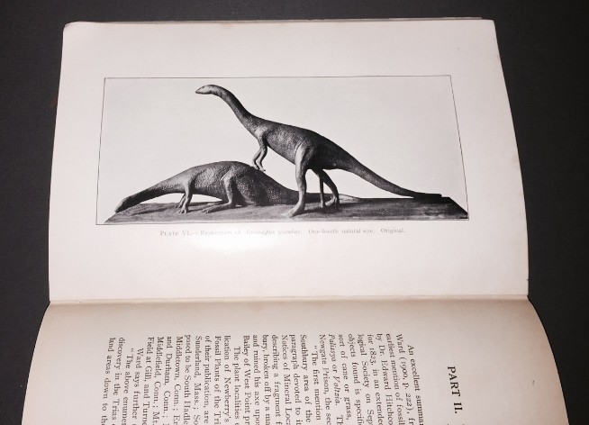 Anomoepus scambus ( longicauda ) illustrated.