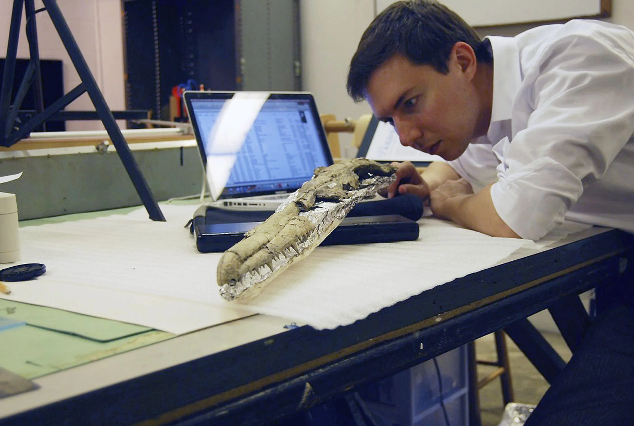 Daniel Ksepka studying the fossil skull of Pelagornis sandersi , the largest known flying bird.