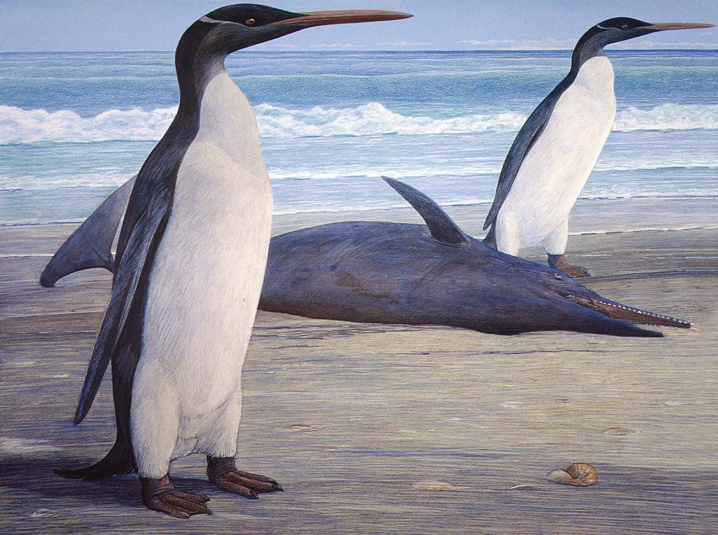 Kairuku waitaki, and extinct giant penguin from New Zealand. Artwork by Chris Gaskin, copyright University of Otago Geology Museum.