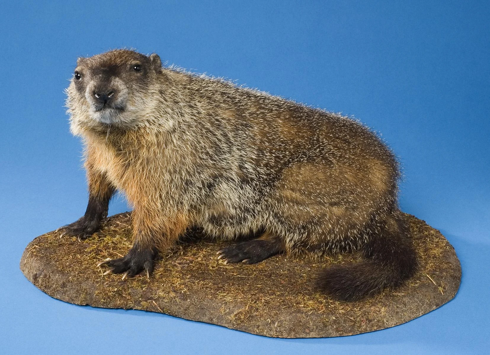 Groundhog, or woodchuck Marmota monax Bruce Museum Collection 2006.06