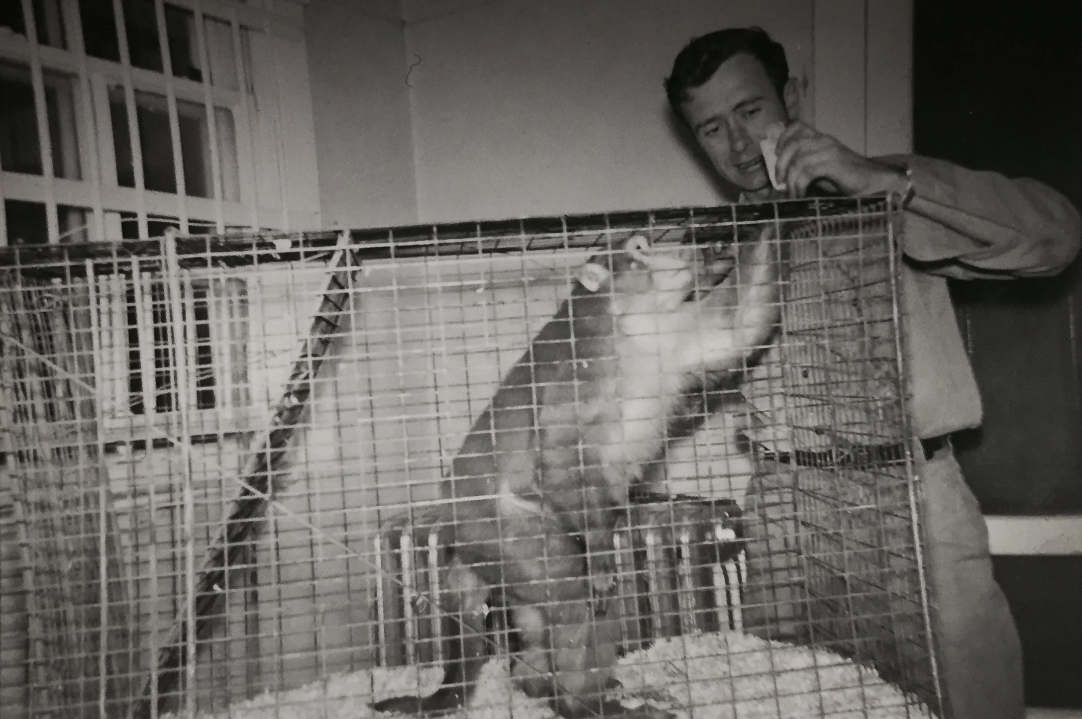 Joe, the rhesus macaque, enjoying a snack in the old Bruce Museum zoo.